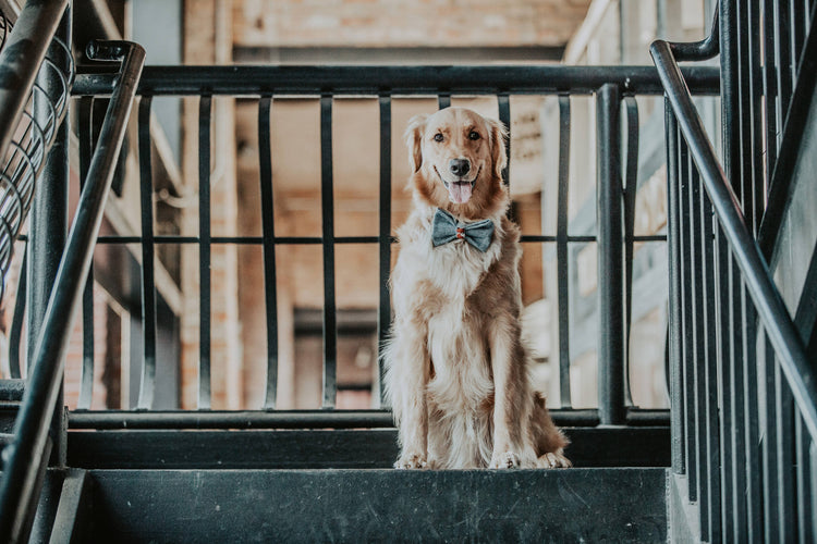 Pink Purple Teal Dog Bow Tie, Birthday Bowtie, Birthday, Party, Confetti Bowtie, Bowtie, Cat Bowtie, Fall Dog Bow Tie, Winter Dog Bow Tie