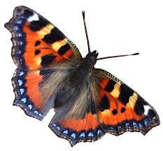 butterfly
