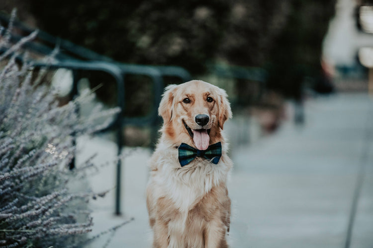 Tribal Feathers Dog Bow Tie, Bowtie, Bow Ties,  Cat Bowtie, Fall Dog Bow Tie, Winter Dog Bow Tie