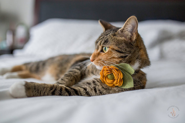 Dog Collar Flower Collar Flower For Dogs Dog Collar Collar Flower Wedding Flowers Pet Accessories Floral Dog Collar Girl Dog Collar