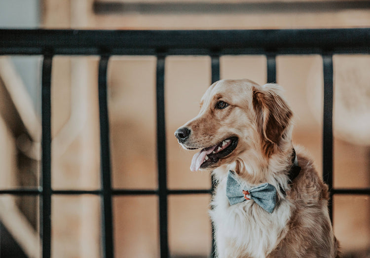 Flower Dog Bow Tie, Flannel Dog Bowtie, Floral Print, Flower Bowtie, Cat Bowtie, Fall Dog Bow Tie, Winter Dog Bow Tie, Pet accessories