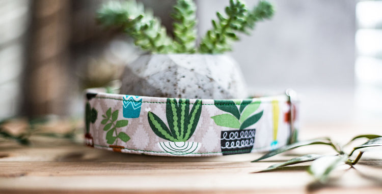Dog Collar, Girl Dog Collar, Boy Dog Collar, Succulent Dog Collar, Cactus Dog Collar, Cat Collar