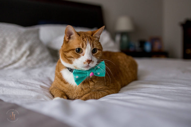 Ice Cream Cone, Birthday, pet bow ties, dog bow tie, cat bow ties, cat bow tie, polka dot bow tie, teal bow tie, pet accessories