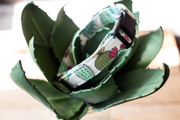 Dog Collar, Cactus Dog Collar, Cactus Collar, Succulent Collar, Cute Dog Collar, Everyday Dog Collar