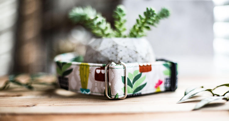 Dog Collar, Girl Dog Collar, Boy Dog Collar, Succulent Dog Collar, Cactus Dog Collar, Cat Collar