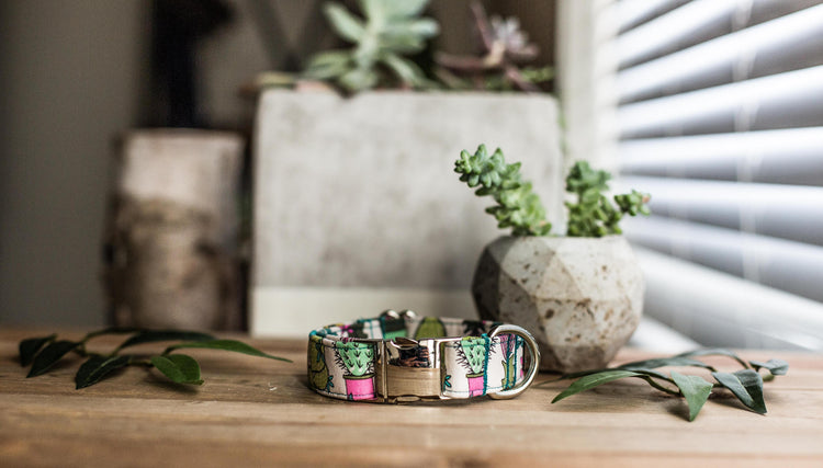 Dog Collar | Succulent Dog Collar | Cactus Dog Collar  | Collar Flower | Dog Collar Flower | Boy Dog Collar | Cat Collar | Puppy Collar