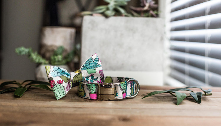 Dog Collar | Succulent Dog Collar | Cactus Dog Collar  | Collar Flower | Dog Collar Flower | Boy Dog Collar | Cat Collar | Puppy Collar