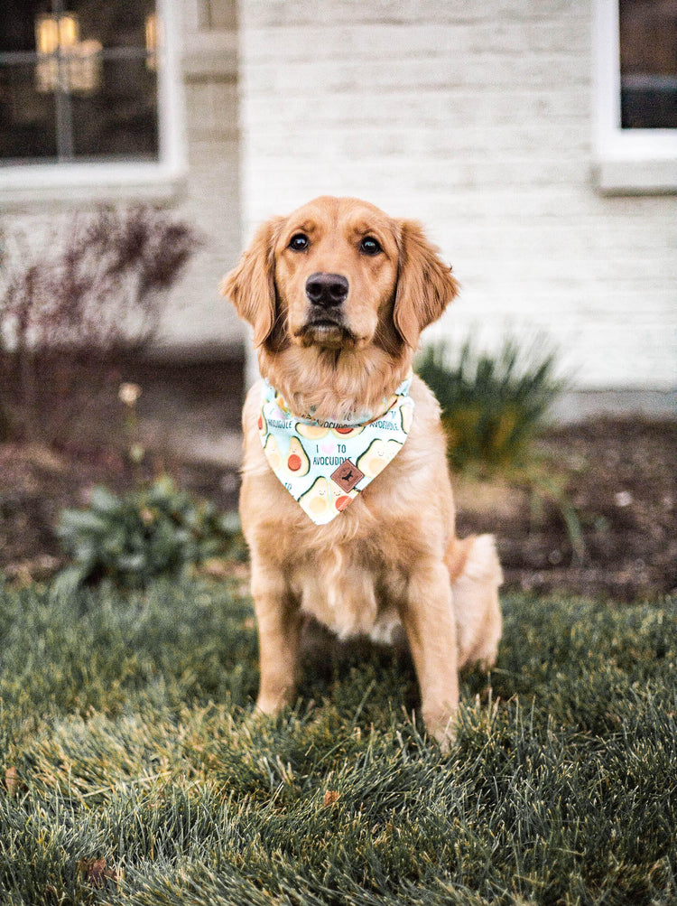 Dog Bandana Dog Collar Over The Collar Bandana Snap On Bandana Boy Dog Bandana Girl Dog Bandana Cute Dog Bandana Pet Accessories Pet Bandana