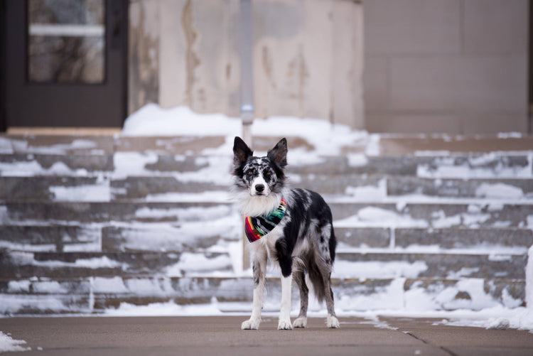 Dog Bandana Dog Collar Over The Collar Bandana Snap On Bandana Boy Dog Bandana Tribal Bandana Aztec Dog Bandana Pet Accessories Pet Bandana