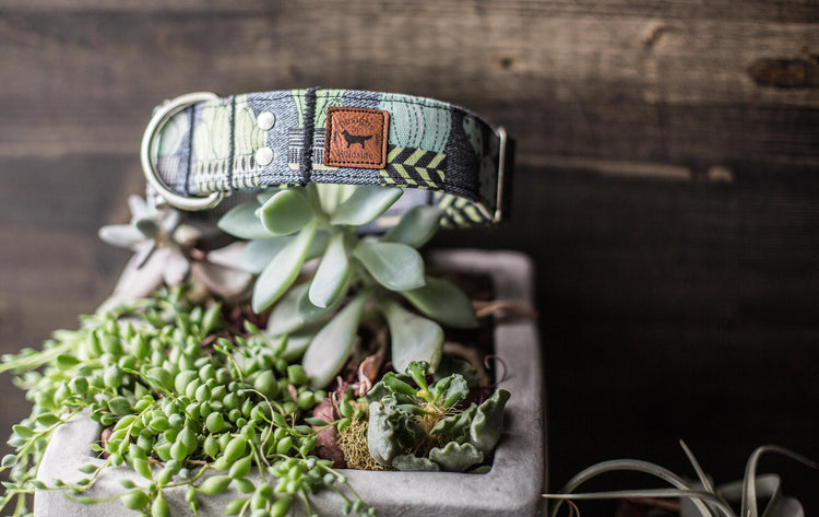 Dog Collar | Succulent Dog Collar | Cactus Dog Collar | Boho Dog Collar | Plants Dog Collar | Cat Collar | Girl Dog Collar | Boy Dog Collar
