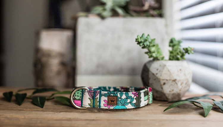Dog Collar | Succulent Dog Collar | Cactus Dog Collar  | Collar Flower | Dog Collar Flower | Boy Dog Collar | Cat Collar | Puppy Collar