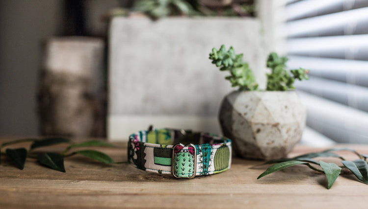 Dog Collar | Succulent Dog Collar | Cactus Dog Collar  | Collar Flower | Dog Collar Flower | Boy Dog Collar | Cat Collar | Puppy Collar