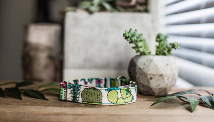Dog Collar | Succulent Dog Collar | Cactus Dog Collar  | Collar Flower | Dog Collar Flower | Boy Dog Collar | Cat Collar | Puppy Collar