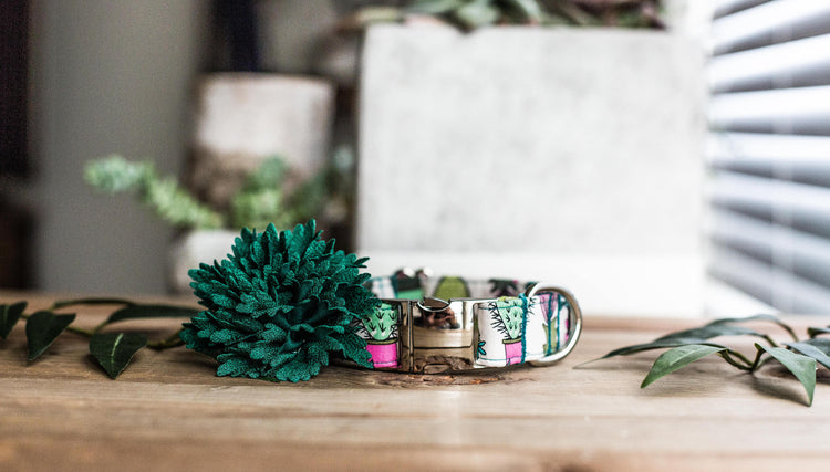 Dog Collar | Succulent Dog Collar | Cactus Dog Collar  | Collar Flower | Dog Collar Flower | Boy Dog Collar | Cat Collar | Puppy Collar