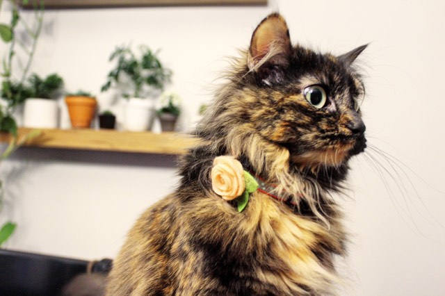 Dog Collar Flower Collar Flower For Dogs Dog Collar Collar Flower Wedding Flowers Pet Accessories Floral Dog Collar Girl Dog Collar