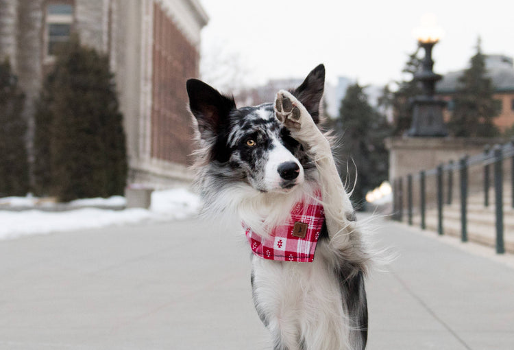 Dog Bandana Dog Collar Over The Collar Bandana Snap On Bandana Boy Dog Bandana Tribal Bandana Aztec Dog Bandana Pet Accessories Pet Bandana