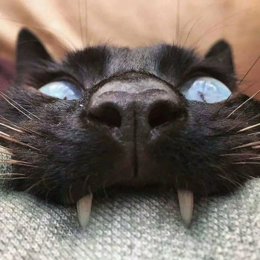 Mr. Puss